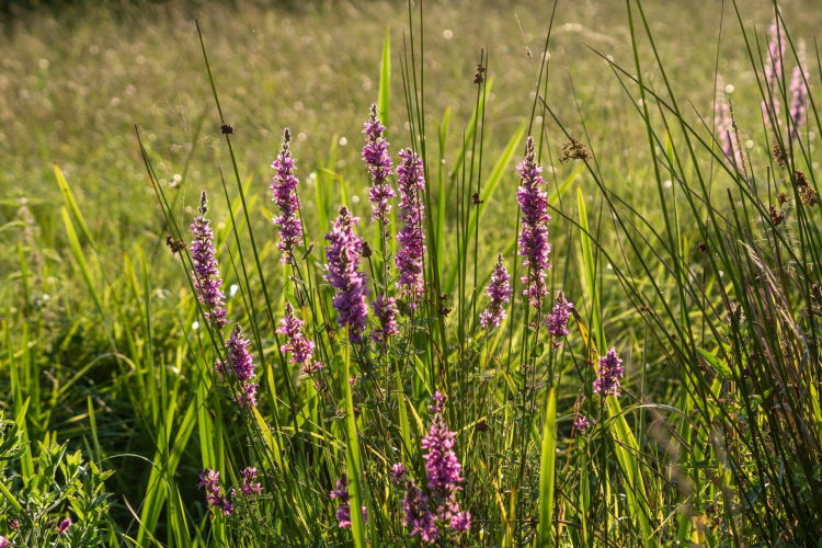 Bürgerinitiative Düssel-West © Copyright Frank Tusch